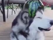 A Watermelon Hat For A Husky - Animals - Y8.COM
