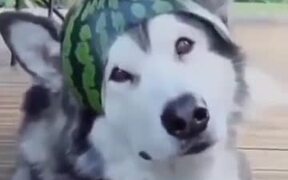 A Watermelon Hat For A Husky