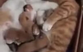 Cat Parents Cuddling With Kittens