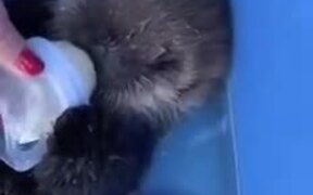 Cute Otter Baby Drinking Milk - Animals - VIDEOTIME.COM
