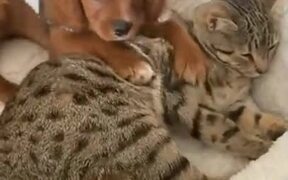 Puppy Cuddling With Mature Cat - Animals - VIDEOTIME.COM