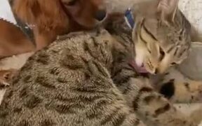 Puppy Cuddling With Mature Cat