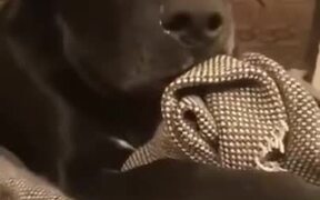 When A Dog Was Questioned For Adultery - Animals - VIDEOTIME.COM