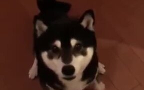 Super Excited Puppy Tippy Tapping - Animals - VIDEOTIME.COM