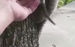 Kind Human Helping Lemur Monkey - Animals - VIDEOTIME.COM