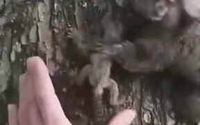 Kind Human Helping Lemur Monkey - Animals - VIDEOTIME.COM