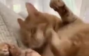 Cat Kicking Own Face