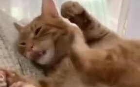Cat Kicking Own Face