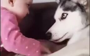 Husky Can't Believe This Kid