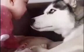 Husky Can't Believe This Kid - Animals - VIDEOTIME.COM