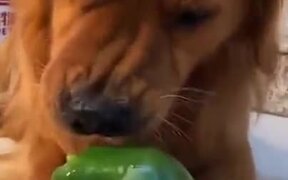 Golden Retriever Eating A Green Pepper - Animals - VIDEOTIME.COM