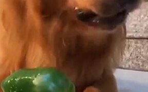 Golden Retriever Eating A Green Pepper