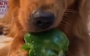 Golden Retriever Eating A Green Pepper