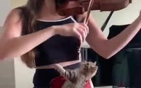 A Violin Session With A Kitten - Fun - VIDEOTIME.COM