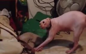 Sphynx Cat Hates Furs - Animals - VIDEOTIME.COM