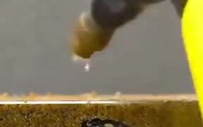 Time-Lapse Of A Seem Germination