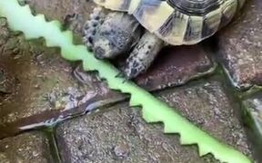 Creating Art While Feeding A Tortoise