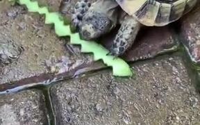 Creating Art While Feeding A Tortoise