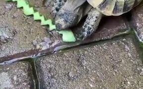 Creating Art While Feeding A Tortoise - Animals - VIDEOTIME.COM