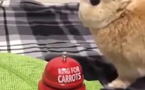 A Carrot Bell For Bunny - Animals - VIDEOTIME.COM