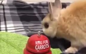 A Carrot Bell For Bunny