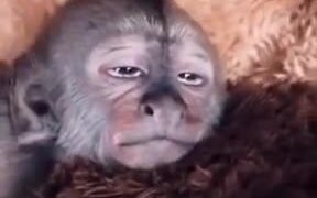 Monkey Kid Receiving Great Head Massage - Animals - VIDEOTIME.COM