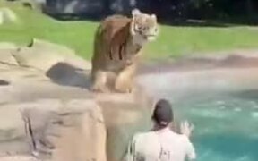 Tiger Playing With A Big Ball - Animals - VIDEOTIME.COM