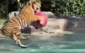 Tiger Playing With A Big Ball