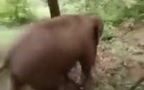 A Baby Elephant Enjoying A Slide - Animals - VIDEOTIME.COM