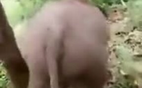 A Baby Elephant Enjoying A Slide - Animals - VIDEOTIME.COM