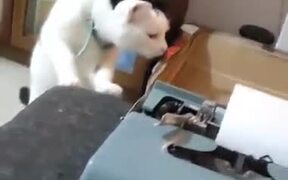 When Cat Hates A Typewriter - Animals - VIDEOTIME.COM