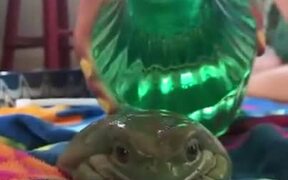 How To Bathe A Frog