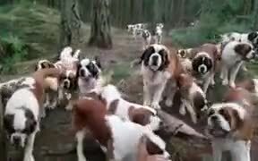 A St Bernard Heaven - Animals - VIDEOTIME.COM