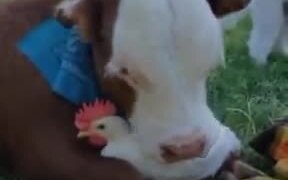 A Friendship Between Cow And Chicken