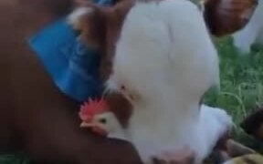A Friendship Between Cow And Chicken - Animals - VIDEOTIME.COM