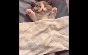 Cutest Kitten Dreaming In Sleep