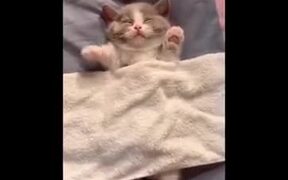 Cutest Kitten Dreaming In Sleep