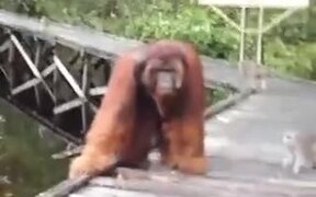 Never Mess With Orangutan's Food - Animals - VIDEOTIME.COM