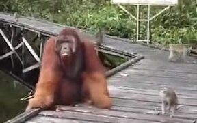 Never Mess With Orangutan's Food