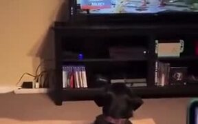 Dog Scared By TV - Animals - VIDEOTIME.COM