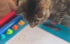 A Cat Experiencing A Magic Slate - Animals - VIDEOTIME.COM