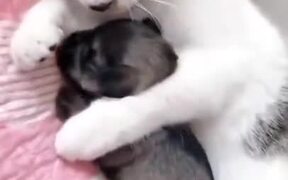 Cat Loving A Puppy