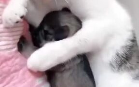 Cat Loving A Puppy - Animals - VIDEOTIME.COM