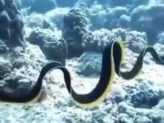 Most Gorgeous Eel In The World
