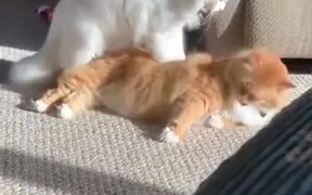 Cat Giving Body Massage To A Cat