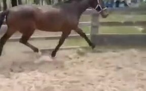 Horse Facing A Jumping Mistake - Animals - VIDEOTIME.COM