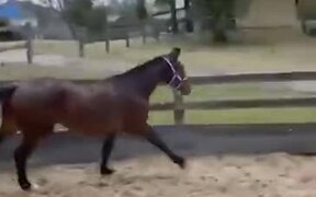 Horse Facing A Jumping Mistake