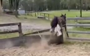Horse Facing A Jumping Mistake