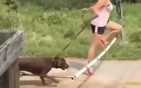 Most Hilarious Dog Training Ever