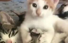 Kitten Displaying Her Weird Love - Animals - VIDEOTIME.COM